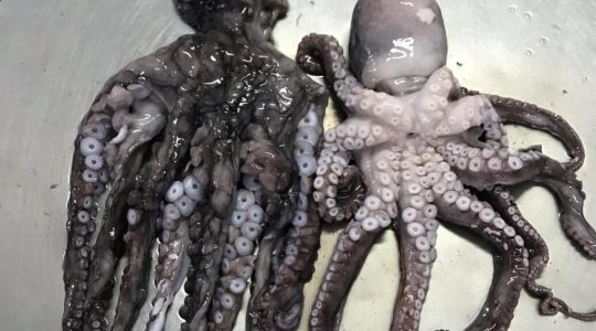 pulpo pulpo