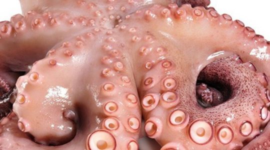 pulpo del norte pulpo del norte