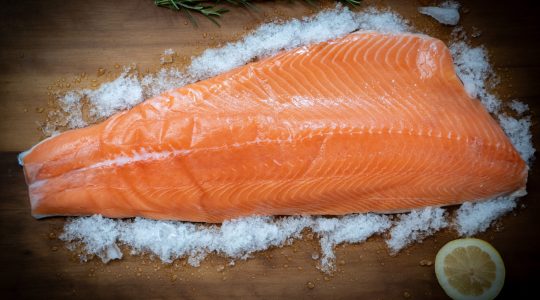 salmon salmon